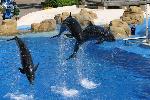 Dolphins at Sea World